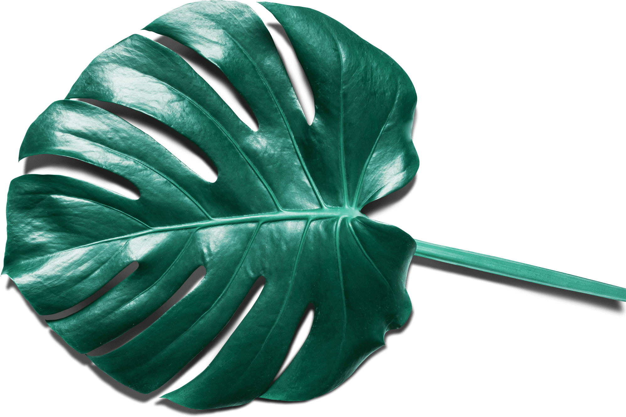 veselīgs dzīvesveids ar dzīvo vieglāk programmu